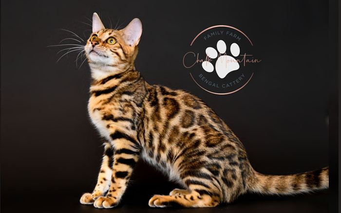 United States Best Bengal Breeder